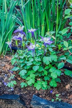 purple flowers are growing in the dirt near some green grass and plants on the ground