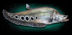 a metal fish with holes in it's body on a green background, that appears to be part of a sculpture