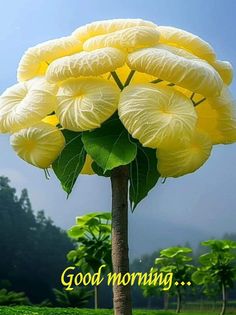 a yellow flower with the words good morning written on it in front of some trees