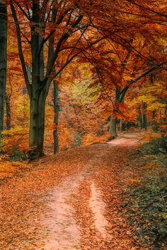 a dirt road surrounded by trees with orange leaves