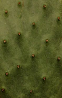 a green cactus with lots of tiny holes in it