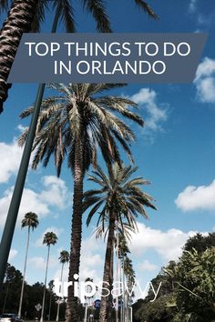 palm trees with the words top things to do in orlando