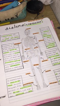 a diagram of the human skeleton on top of a table with pens and pencils