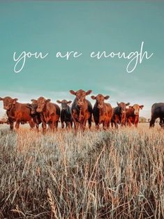 a herd of cattle standing on top of a dry grass field next to the words you are enough