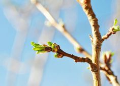 a tree branch with green leaves and buds against a blue sky in the springtime