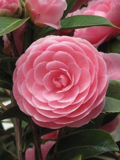 a large pink flower with green leaves on it