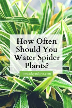 green plants with the words how often should you water spider plants? on top of them