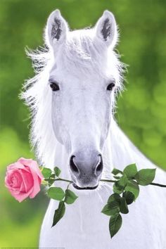 a white horse with a pink rose in its mouth