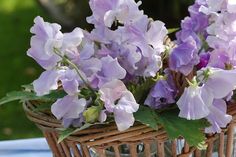 purple flowers in a wicker basket on a table