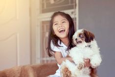 Busting The Myth: Male Vs. Female Shih Tzu Companion Dog, Shih Tzu Dog, Shih Tzus