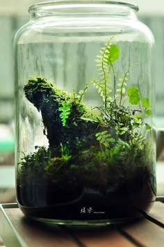 a glass jar filled with plants and moss on top of a wooden table next to a window