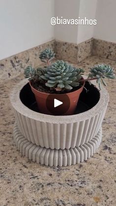 a potted plant sitting on top of a counter