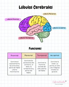 the functions of the human brain and their functions in each part of the nervous system