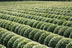 a large group of bushes that are in the grass