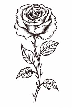 line art drawing of a rose in black and white Rose Drawing Black And White, Dark Rose Drawing, Black Rose Sketch, Easy Practice Drawings, Black Roses Drawing, Black And White Rose Drawing, Rose With Thorns Drawing, White Roses Drawing, Rose Linocut