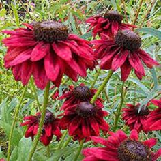 some red flowers are growing in the grass