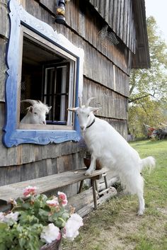 a white goat standing on its hind legs in front of a window looking into the yard