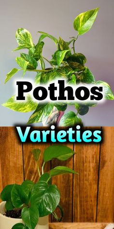 Pothos Varieties Pothos Types, Pothos Varieties, N’joy Pothos, Neon Pothos, Plant Care Houseplant, Golden Pothos, Green Queen