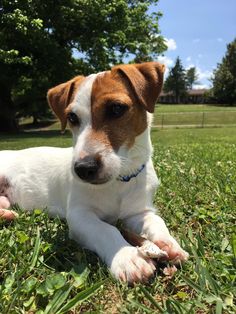 a brown and white dog laying in the grass