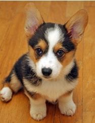 a small dog sitting on top of a wooden floor