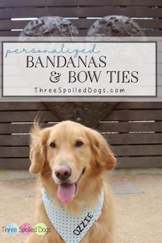 a brown dog sitting on top of a cement floor next to a wooden bench with the words bandanas and bow ties