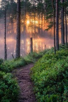 the sun is shining through the trees and fog in the forest, as if it were on fire