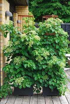 some plants that are growing on the side of a building