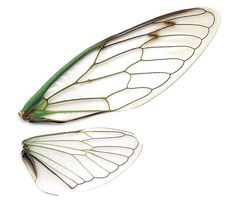 two large white and green butterflies on a white background