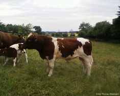 two brown and white cows are standing in the grass