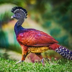 a colorful bird standing on top of a lush green field