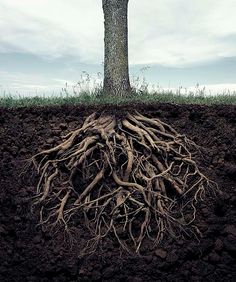 a tree with its roots in the ground