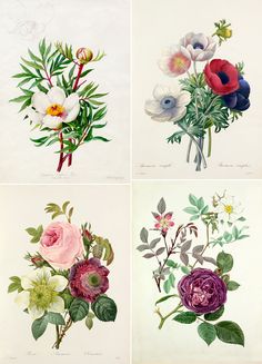 four different types of flowers are shown here