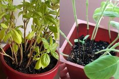 two potted plants sitting next to each other