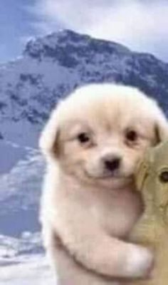 a puppy holding onto a golden object in front of snow covered mountains and blue sky