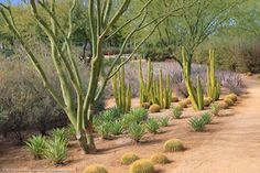 many different types of cactus plants in the desert