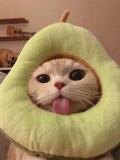 Why Do Cats Stick Out Their Tongue? Wallpaper Gatos, Cute Small Animals, Silly Cats Pictures, Cute Cats Photos, Cute Animals Images, Cute Animal Photos