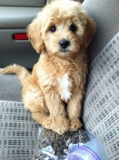 a small dog sitting on top of a car seat next to a bag of food