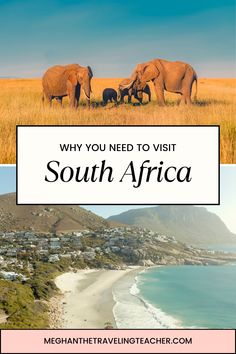 three elephants standing on top of a grass covered field next to the ocean with text overlay reading why you need to visit south africa