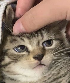 a cat is being petted by someone's hand while they are under a blanket