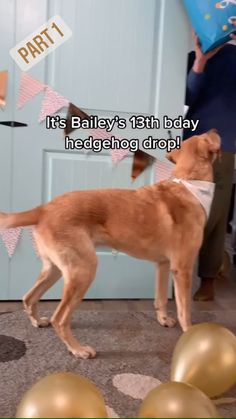 a brown dog standing on top of a floor next to balloons