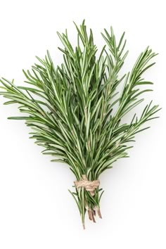 rosemary sprig on white background