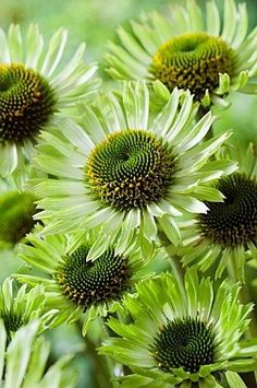 many green and white flowers in a field