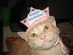 a cat wearing a pink birthday hat on top of it's head and looking at the camera