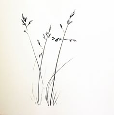 a black and white photo of some tall grass