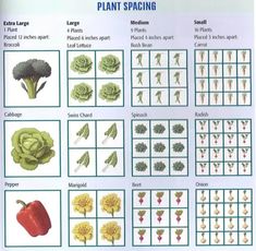 an image of plant spacing chart with pictures