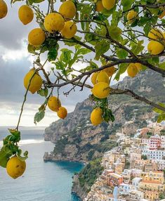 some lemons hanging from a tree over looking the water and buildings on the shore