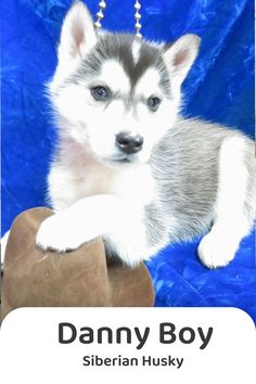 there is a small puppy that is sitting on a blue background with the words, dahny boy siberian husky