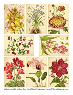 an assortment of flowers are shown in different colors