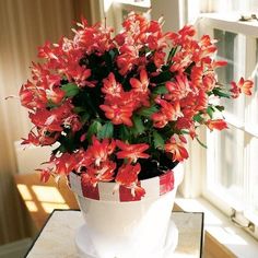 a potted plant with red flowers sitting on a table in front of a window