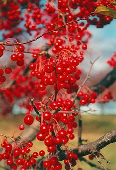 red berries hang from the branches of a tree